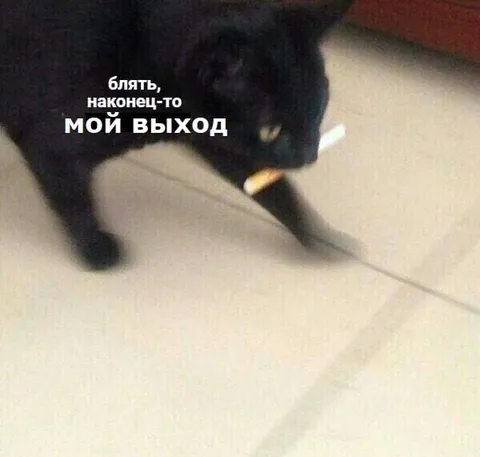 Кот наконец дождался выхода