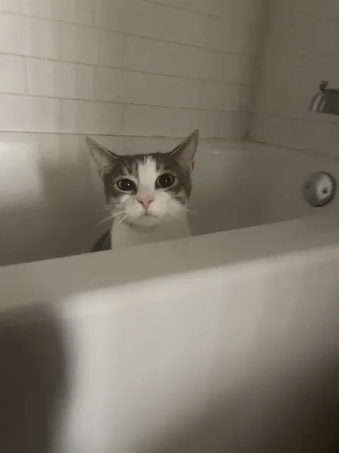 Кот выглядывает из ванны
