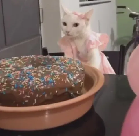 Кошка смотрит на пончик