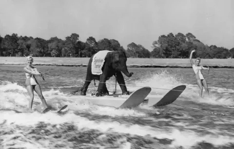 Слон катается на водных лыжах