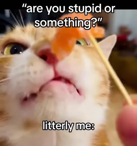 Cat Fails to Understand the Question