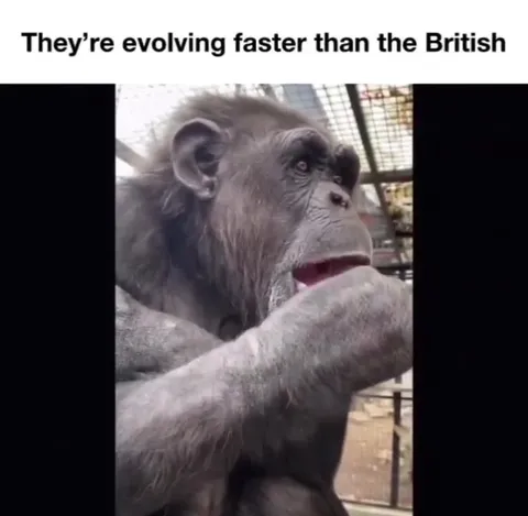 Chimpanzee Evolves Past the British