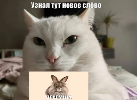 Узнал новое слово Черемша