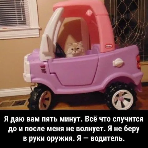 Кот-водитель даёт пять минут