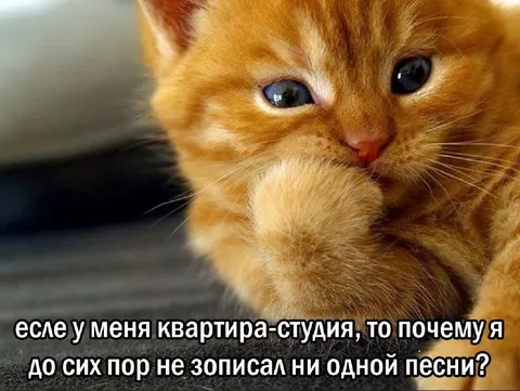 Кот не записал ни одной песни