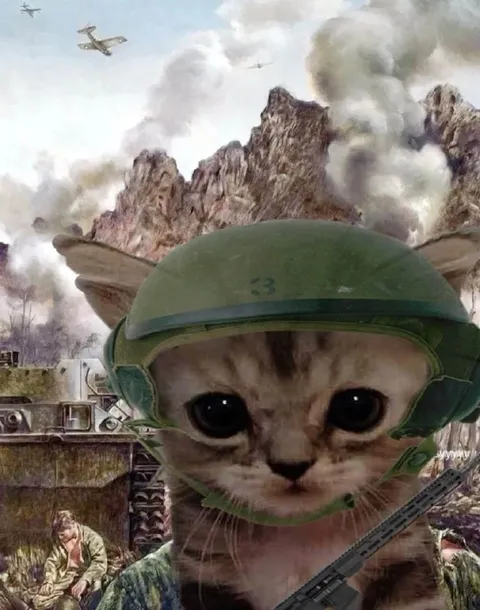 Кот-солдат на войне