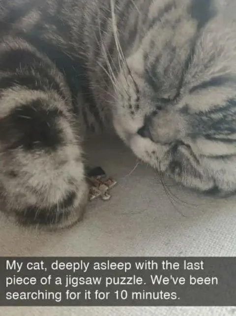 Cat Sleeps on Missing Puzzle Piece