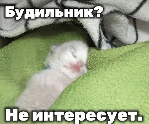 Будильник не интересует котёнка