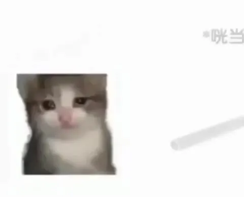 买了铁管回到猫窝