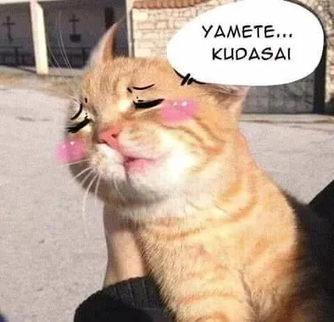 УДМЕТЕ... KUDASAI кот