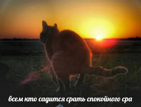 Кот желает спокойного сна