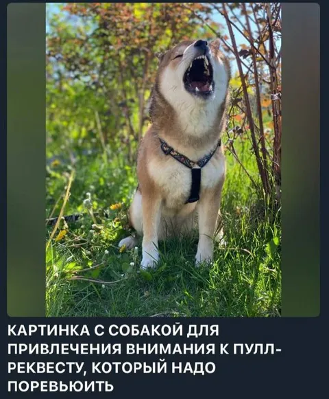 Собака для привлечения внимания