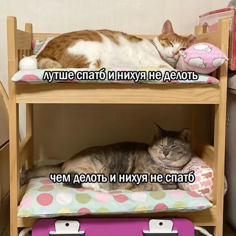Коты перепутали сон и дела