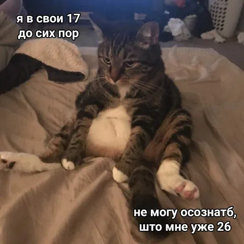 Кот не осознаёт свой возраст