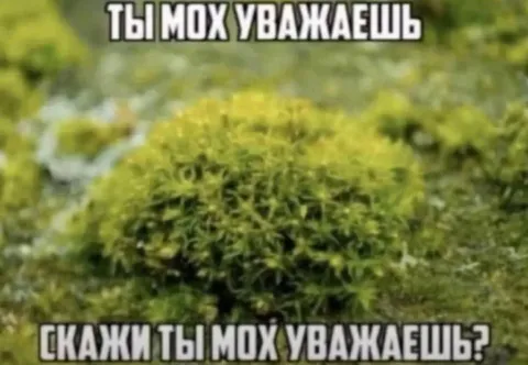 Ты мох уважаешь?