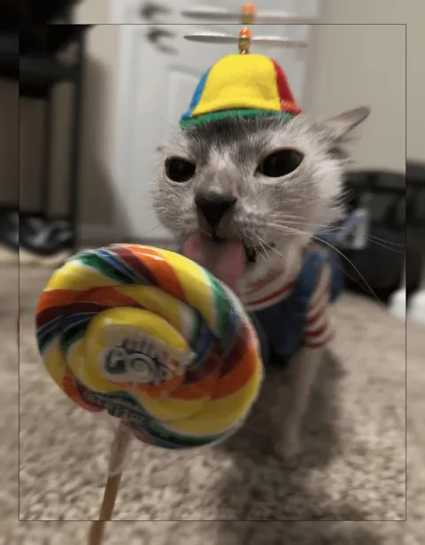 Кот с огромным леденцом