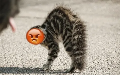 Кот с поднятым хвостом