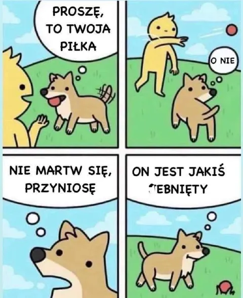Pies przynosi szaloną piłkę