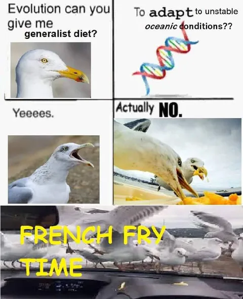 Seagulls Adapt to French Fries