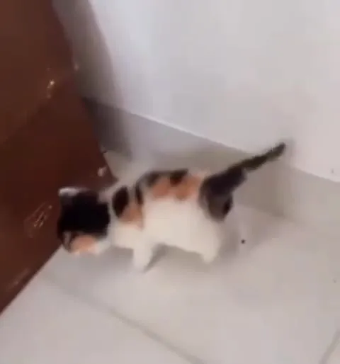 Кот после взрыва