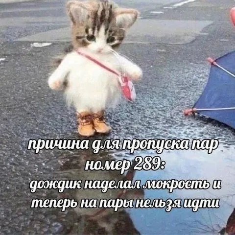 Котёнок не может на пары