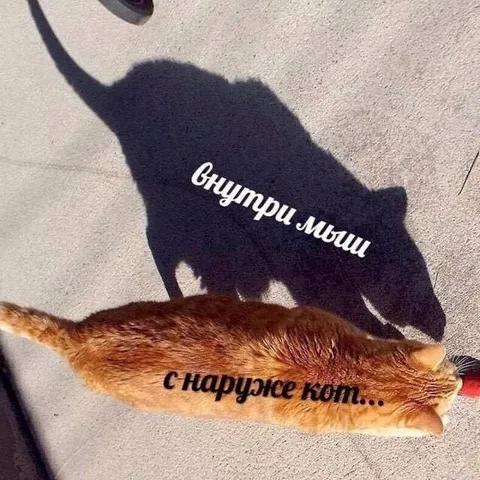 Внутри мышь, снаружи кот
