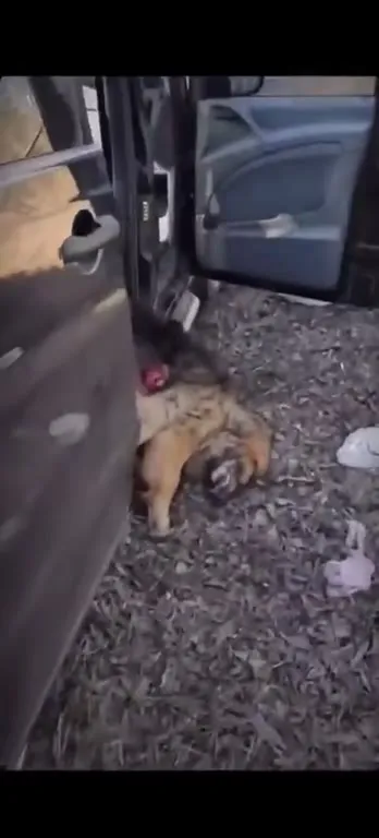 Собака до последнего у машины