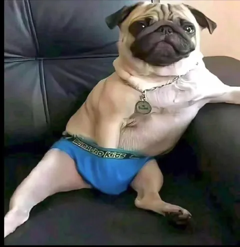 Pug Sitting Like a Person