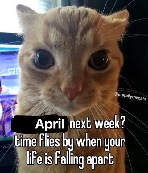 April Next Week Cat