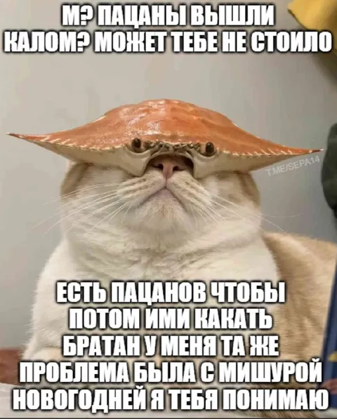 Кот в шапке из ската