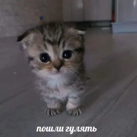 Котёнок зовёт гулять