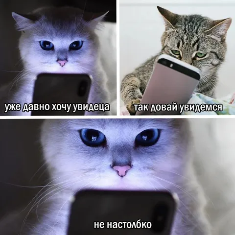 Кот хотел увидеться