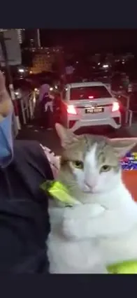 Суровый кот на руках