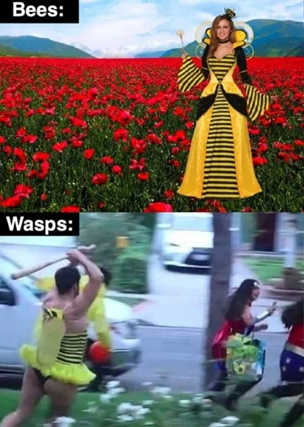 Bees vs Wasps