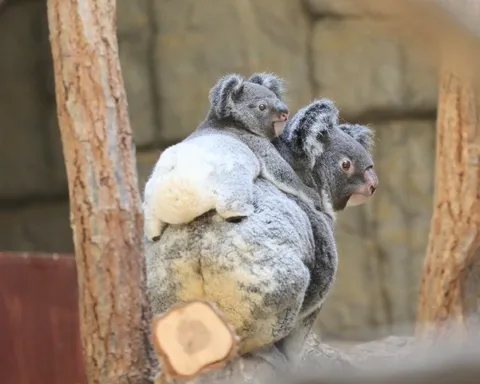 Коала показывает задницу