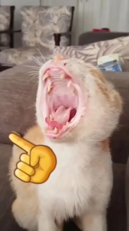 Кот орёт во весь рот