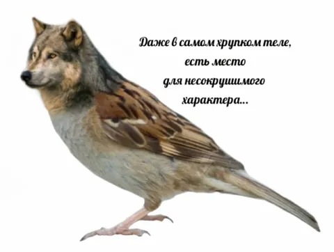 Несокрушимый характер воробья