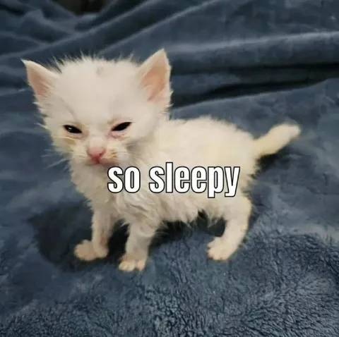 So Sleepy Kitten