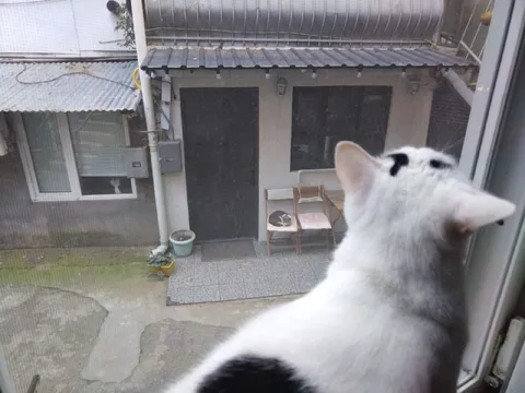 Кот наблюдает за соседями
