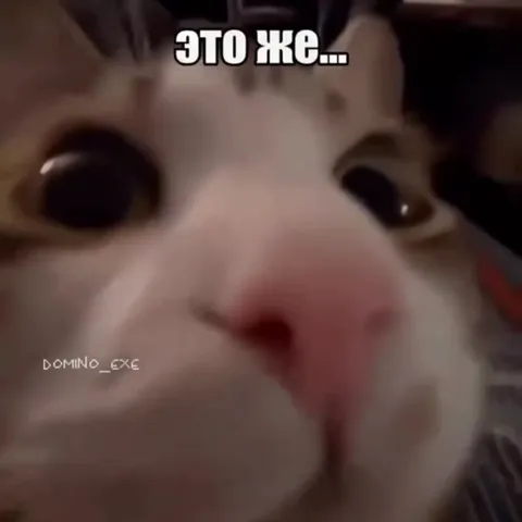 Ядерная обуляция кота