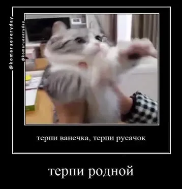 Терпи родной котик