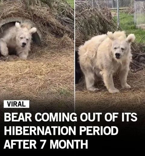 Bear Emerging From Hibernation