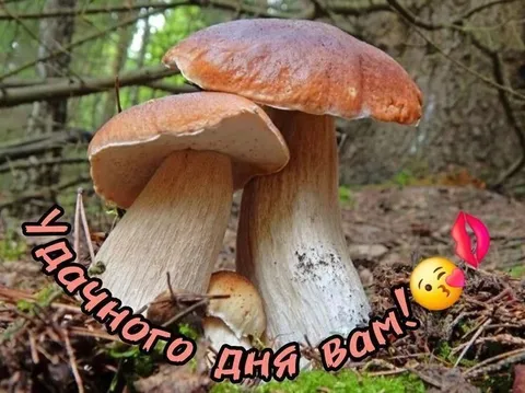 Хорошего дня вам