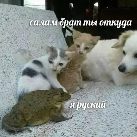 Я русский среди котят