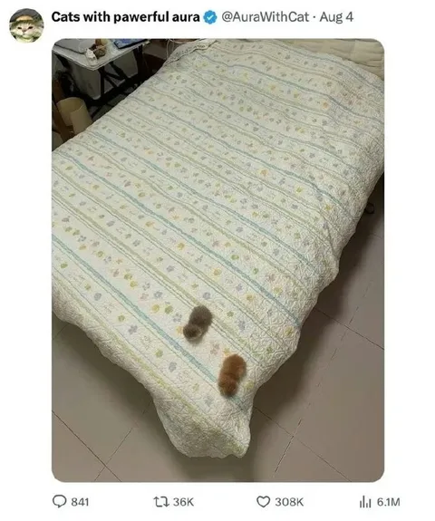 Коты с мощной аурой