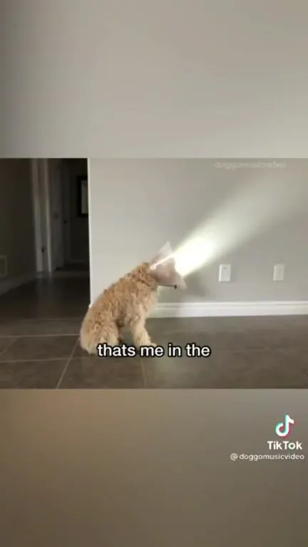 Dogs Losing Their Religion