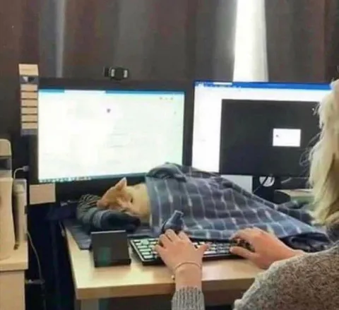 Кот вместо коллеги