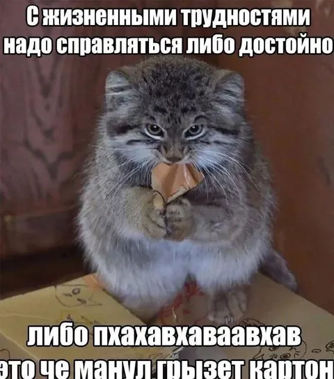 Манул грызёт картон