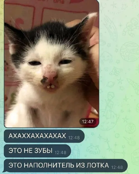 Это не зубы, а наполнитель