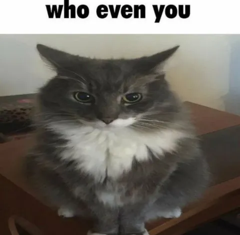 Who Even You Cat